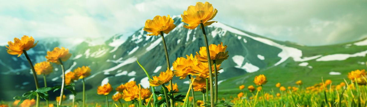 Blumen im Altai