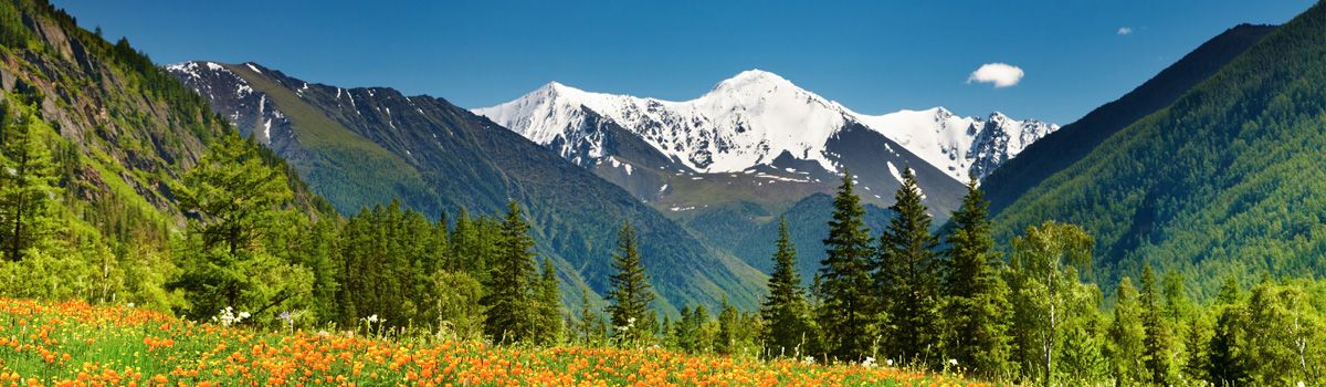 Blühende Wiese vor dem Altai-Gebirge