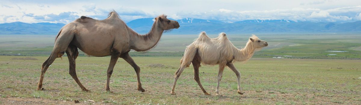 Kamele in der Steppe