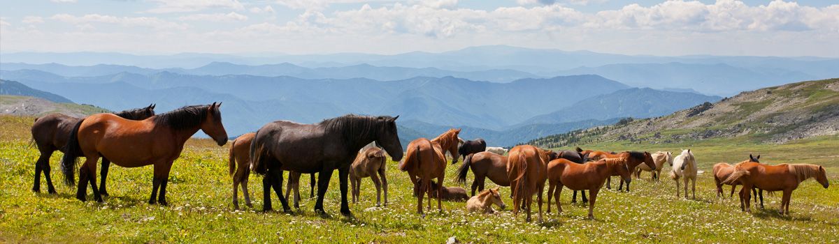 Pferde im Altai